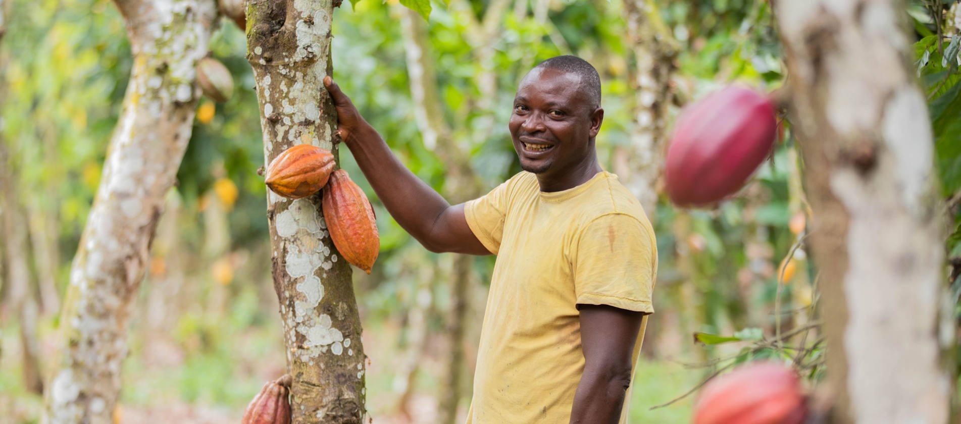 Le Plan Cacao Nestlé