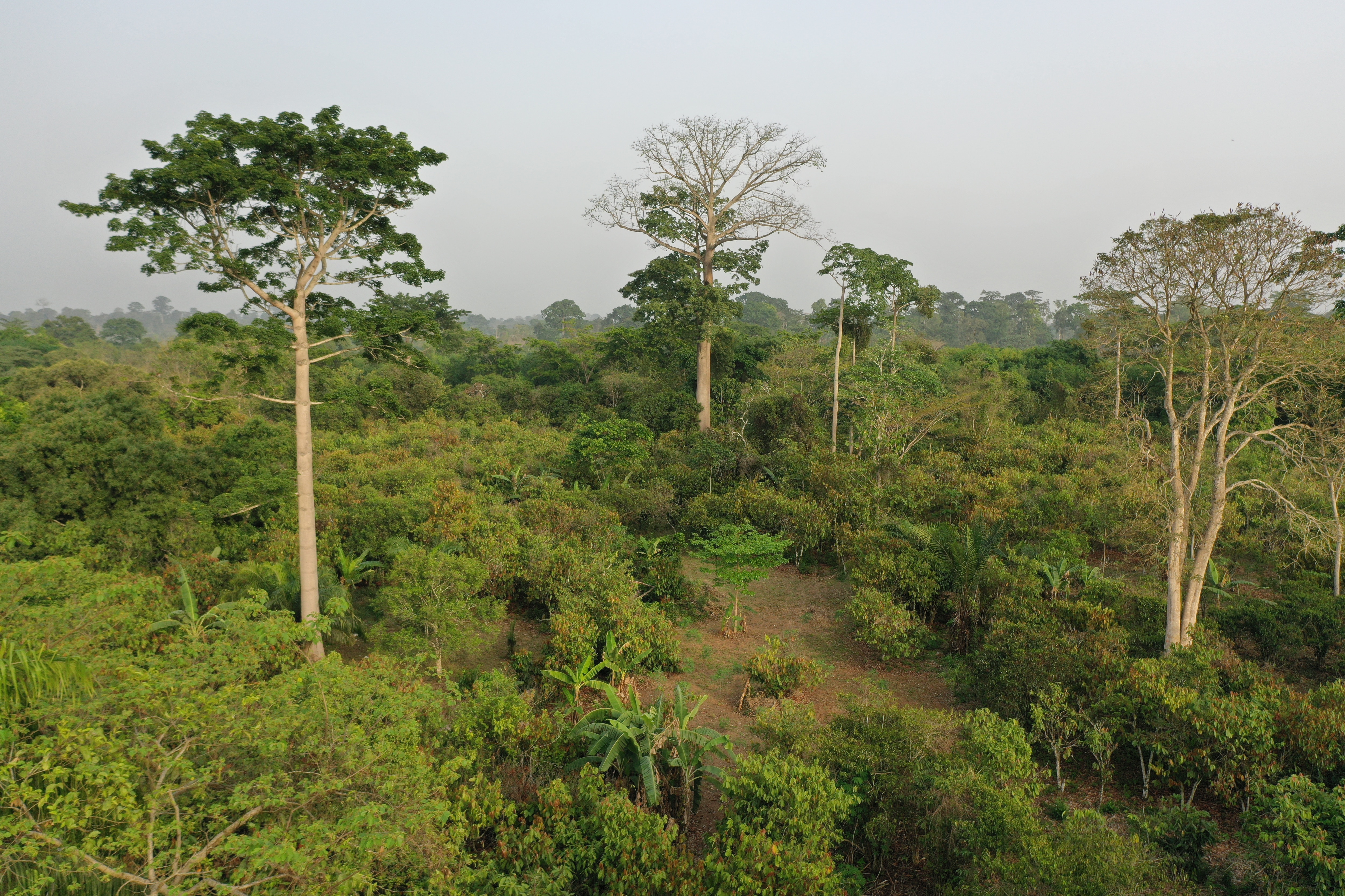 Forêt de cacaoyers