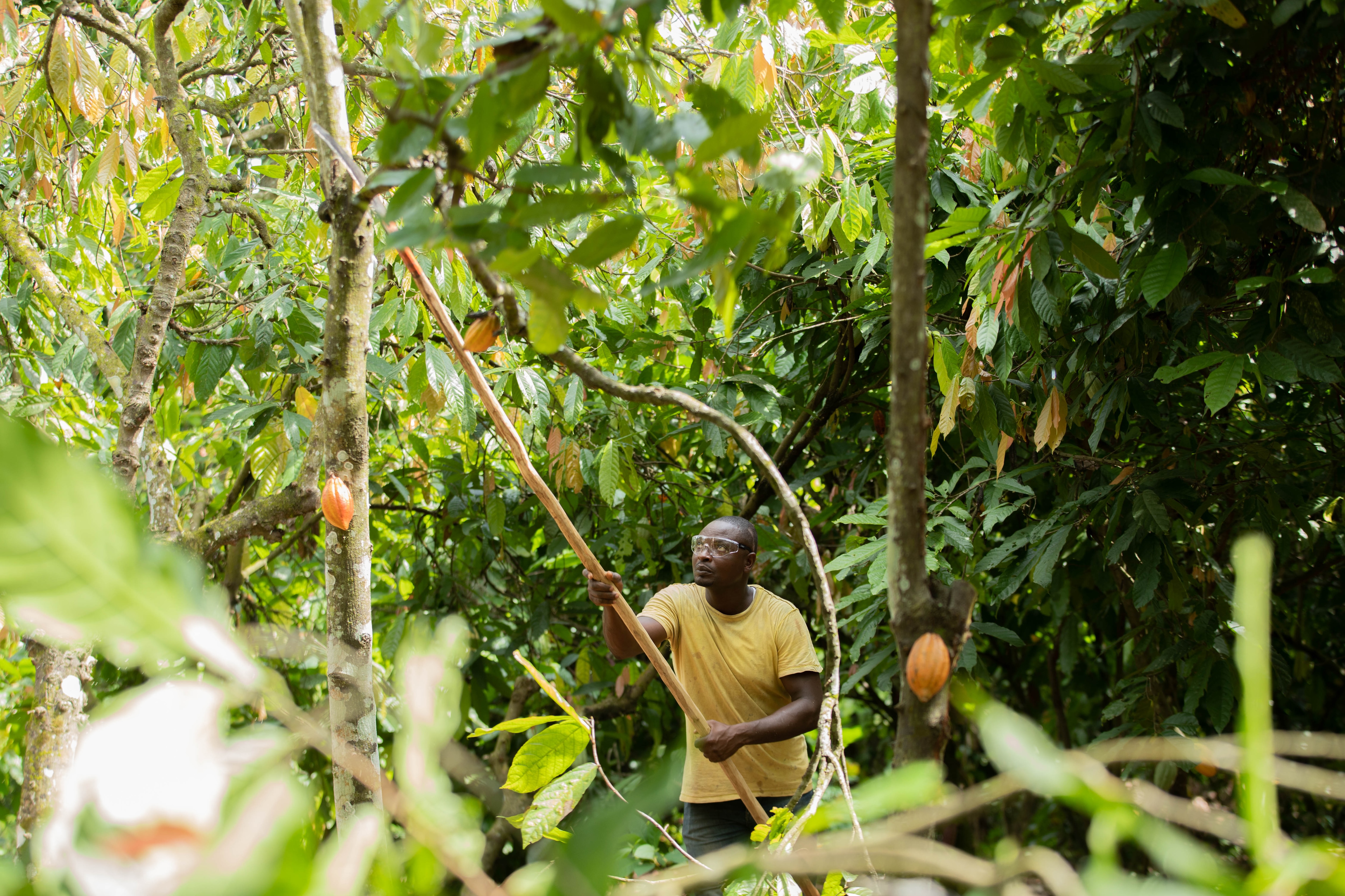 récolte d'un cacaoyer par un cacaoculteur