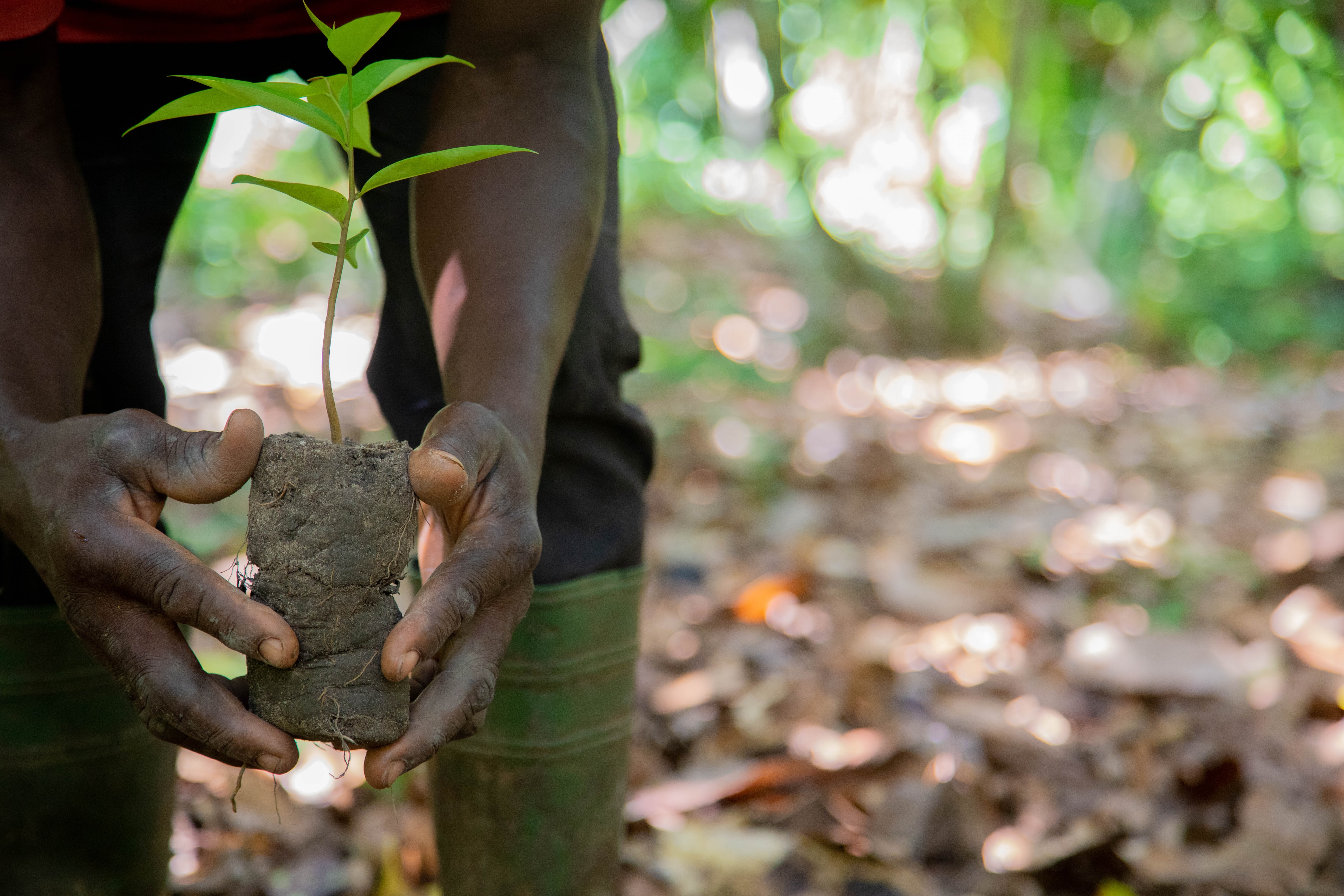 Plantation d'un arbre