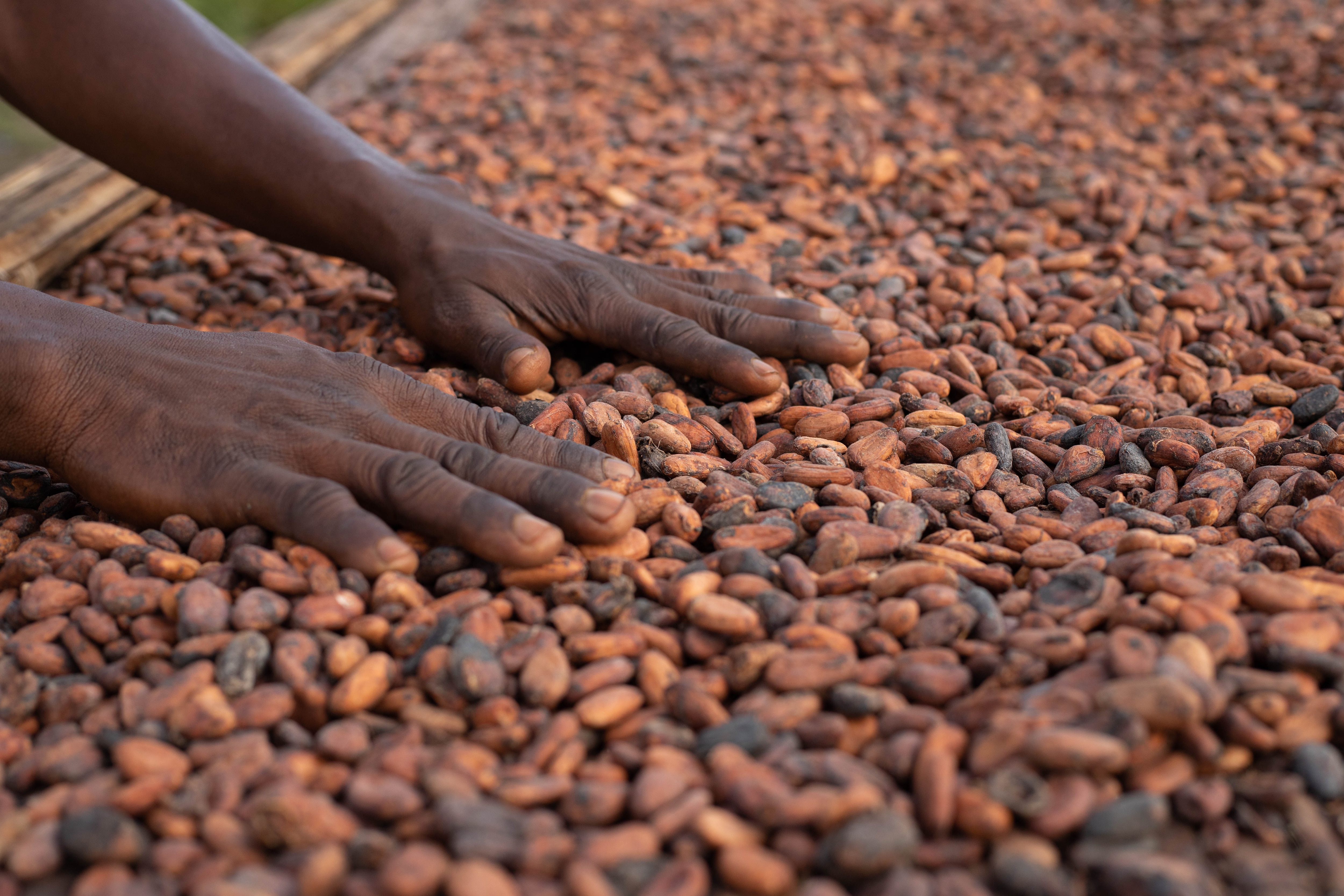 tri de graines de cacao