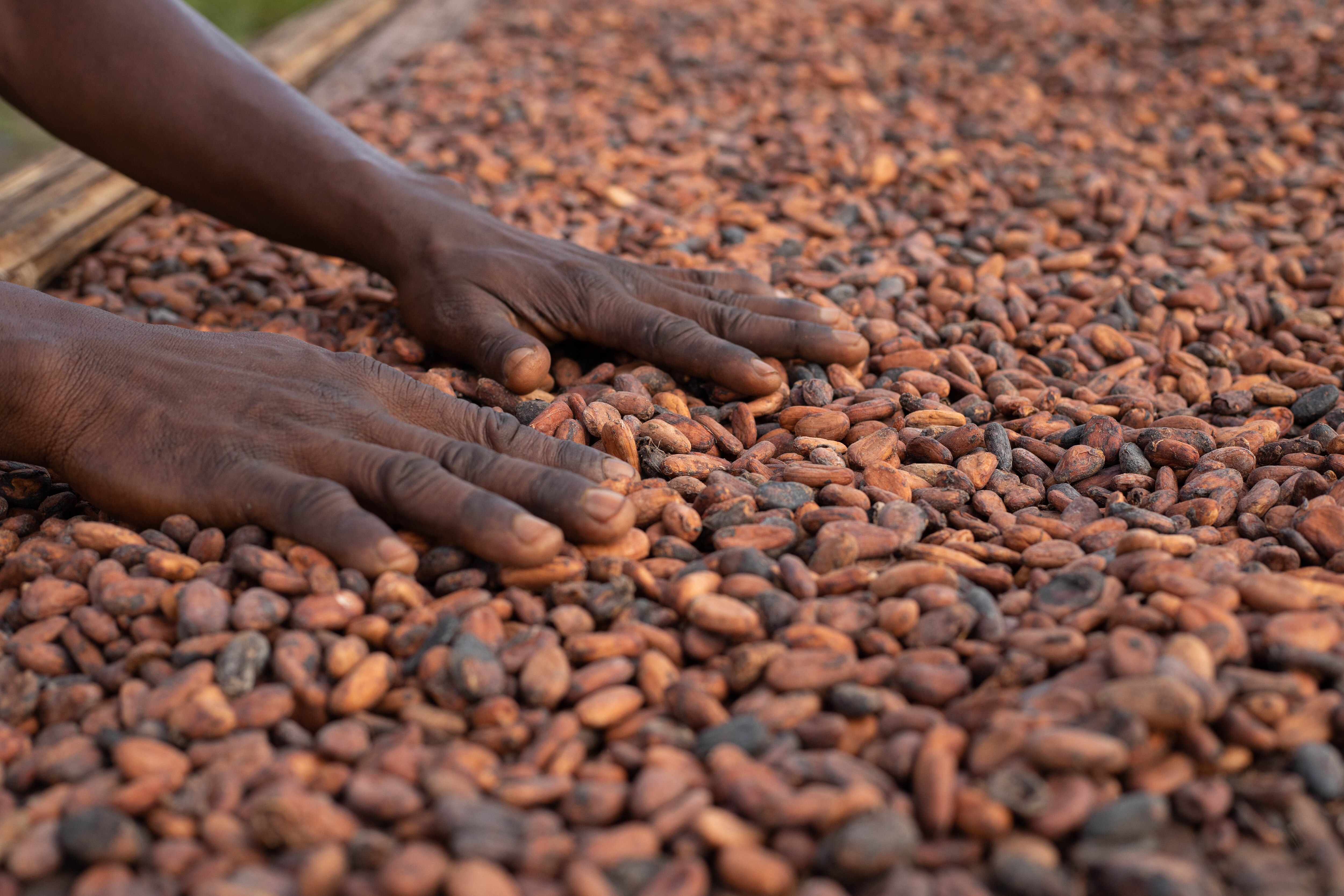 tri de coques de cacao