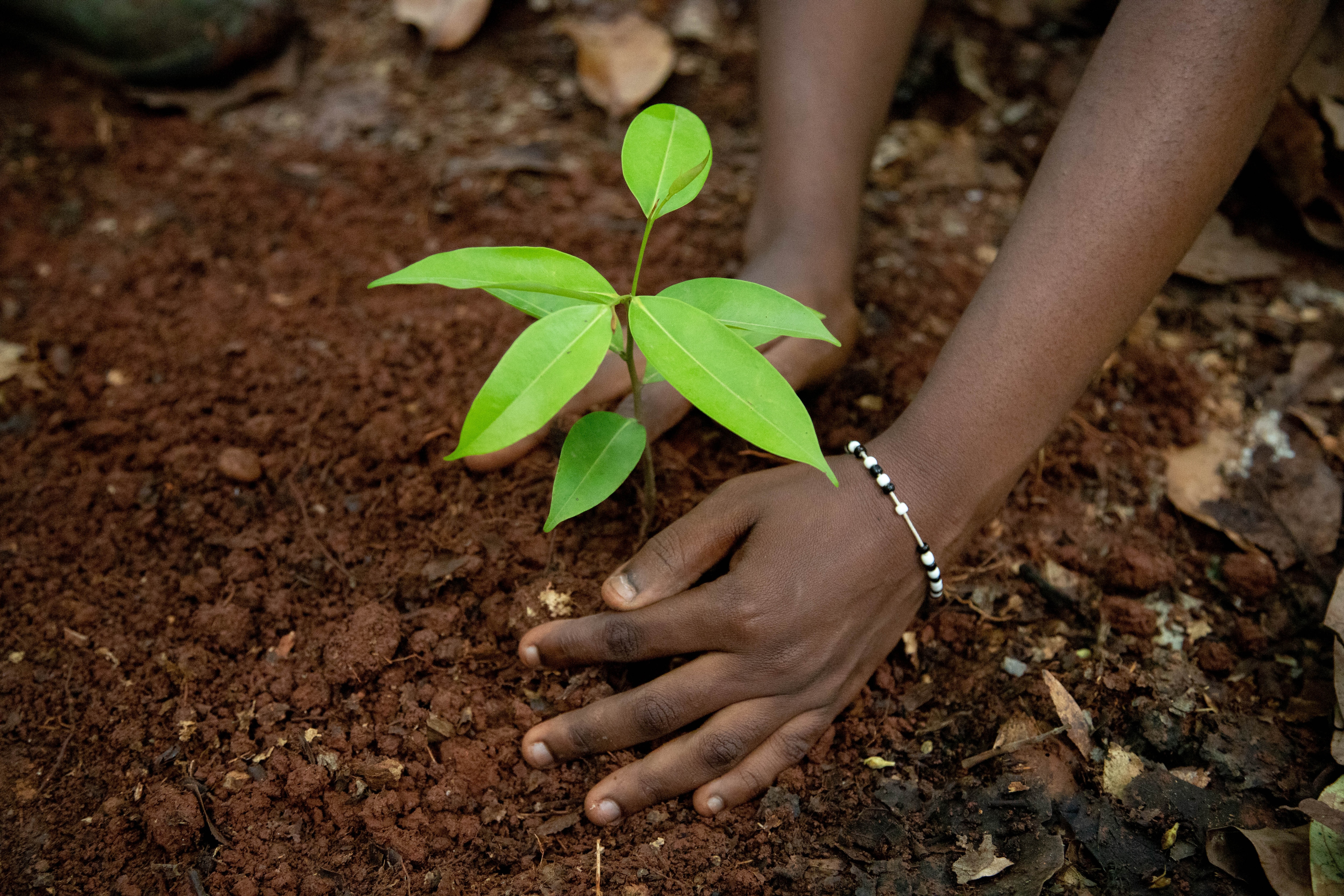 pousse de cacao