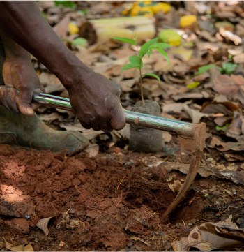 plantation d'un plant de cacaoyer